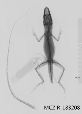 Media type: image;   Herpetology R-183208 Aspect: dorsoventral x-ray